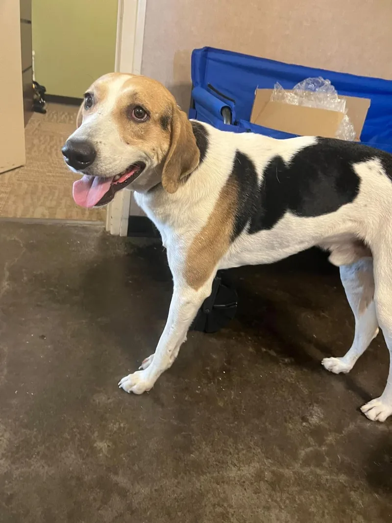 An adult medium-sized male Hound dog named Lenny for adoption in Rockwall, TX