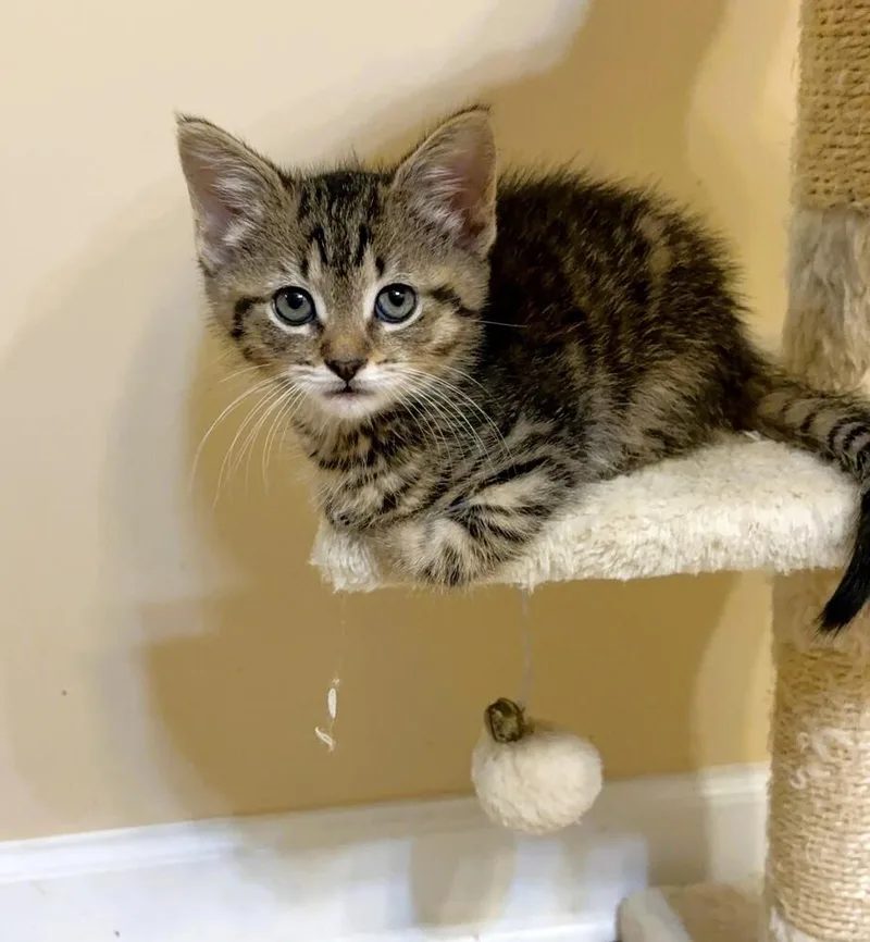 A baby small-sized male Domestic Short Hair cat named Finn for adoption in Mooresville, NC