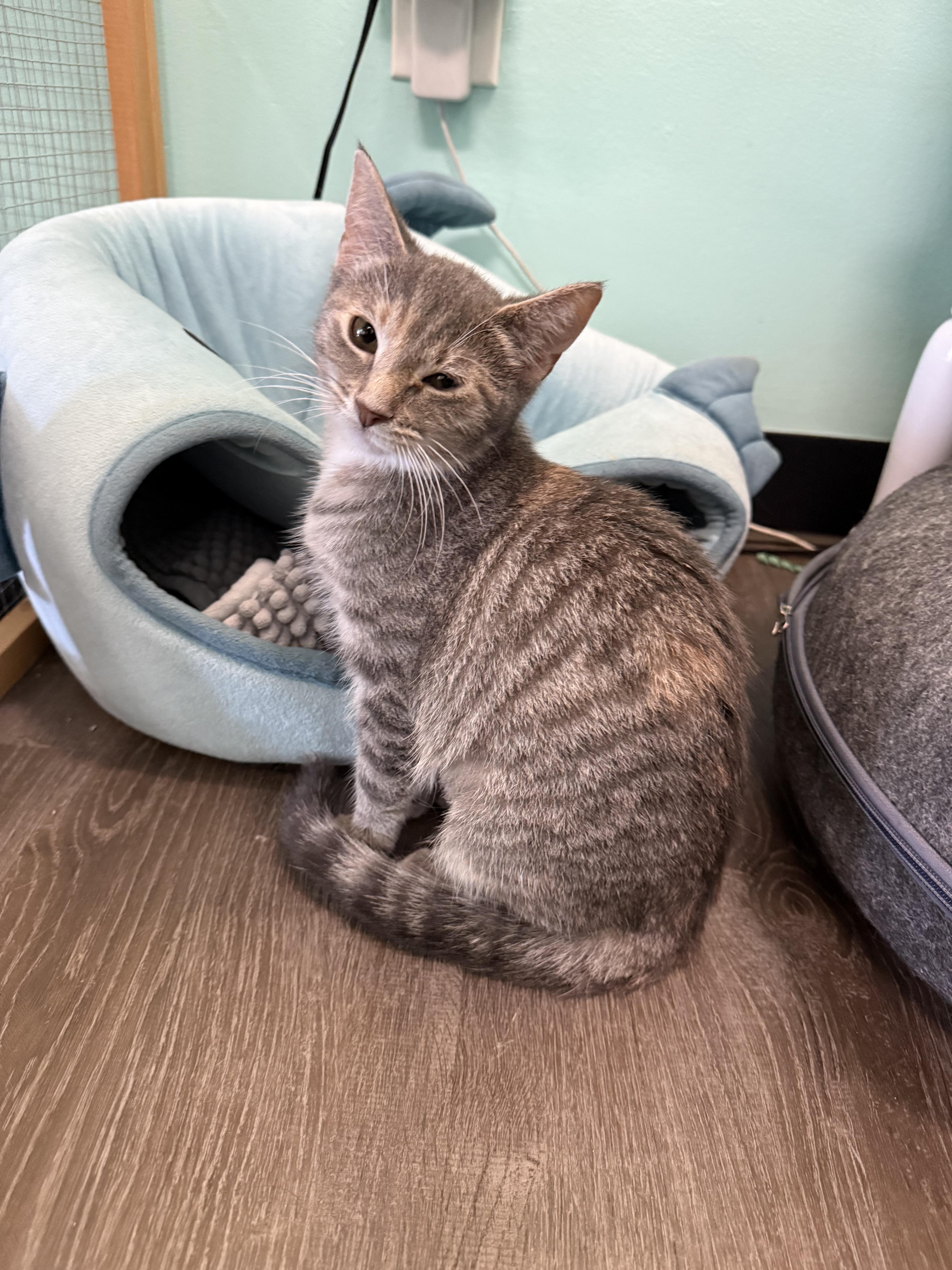 A young medium-sized female Dilute Tortoiseshell Domestic Short Hair cat named Jill for adoption in Penfield, NY