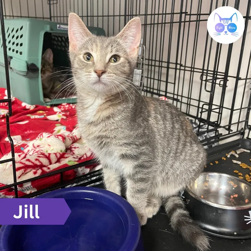 Jill thumbnail 3