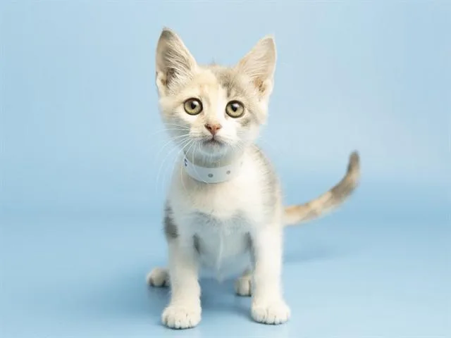 A baby small-sized female Domestic Short Hair cat named River for adoption in Phoenix, AZ