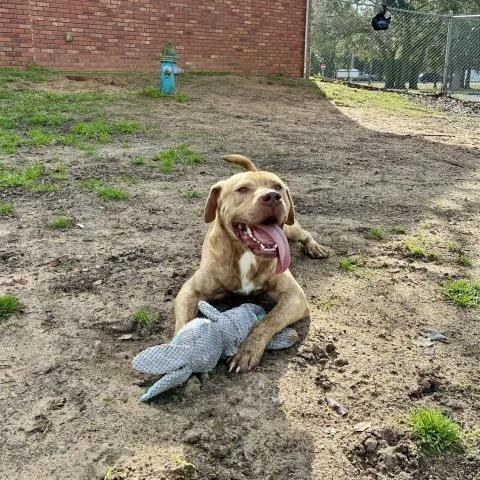An adult medium-sized male Mixed Breed dog named Busch'S Baked Bean for adoption in Pensacola, FL