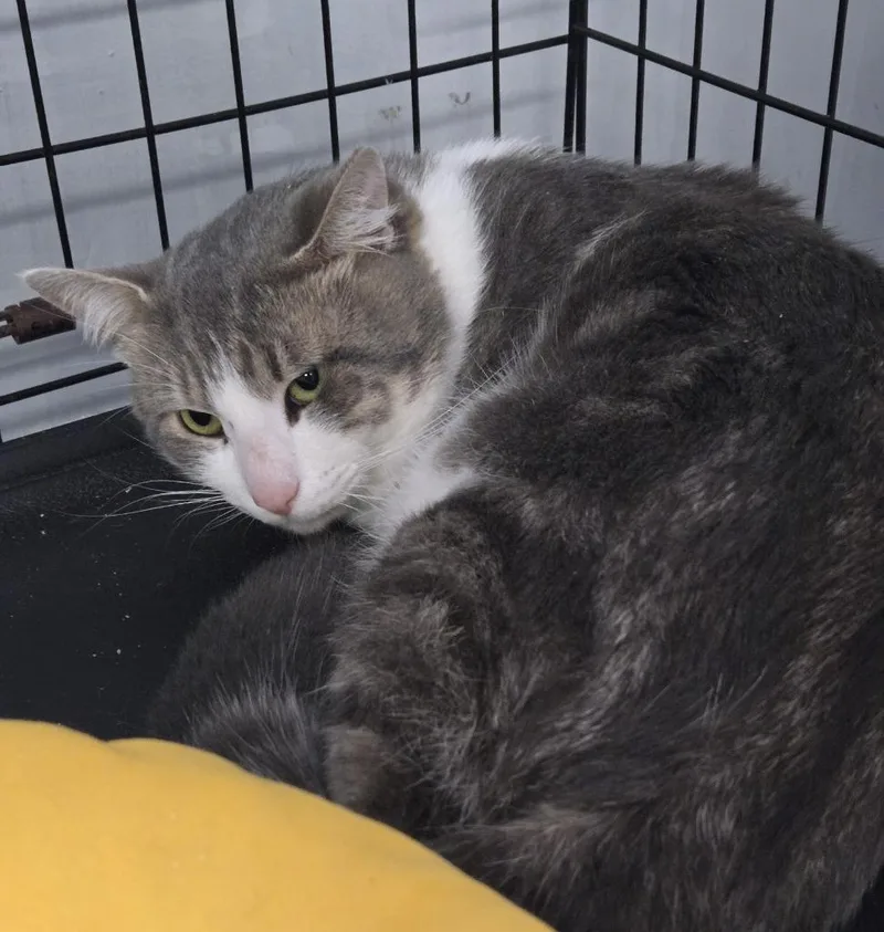 A young medium-sized male Domestic Short Hair cat named A Lenox for adoption in Windsor, CT