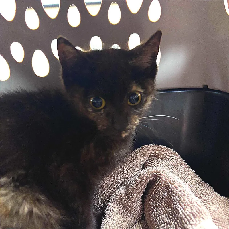 A baby medium-sized female Tortoiseshell Domestic Short Hair cat named Ceila  U for adoption in Tupelo, MS