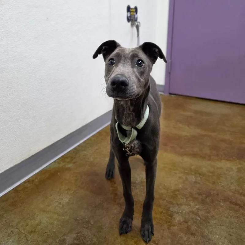 A young medium-sized female Brown / Chocolate Whippet dog named Triscuit for adoption in Albuquerque, NM