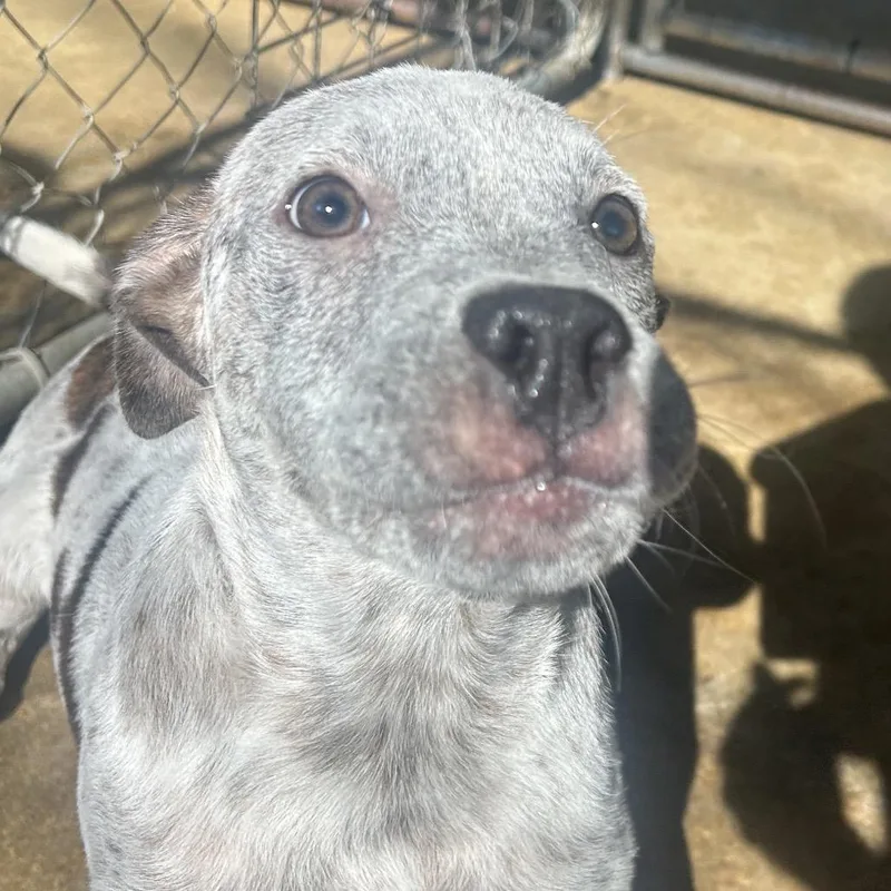 A baby medium-sized male White / Cream Mixed Breed dog named Monkey for adoption in West Point, MS