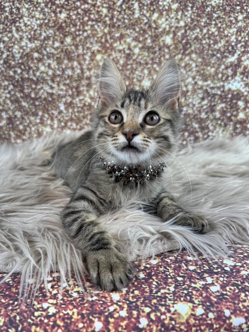 A baby small-sized female Brown / Chocolate Domestic Medium Hair cat named Tilly for adoption in Houston, TX