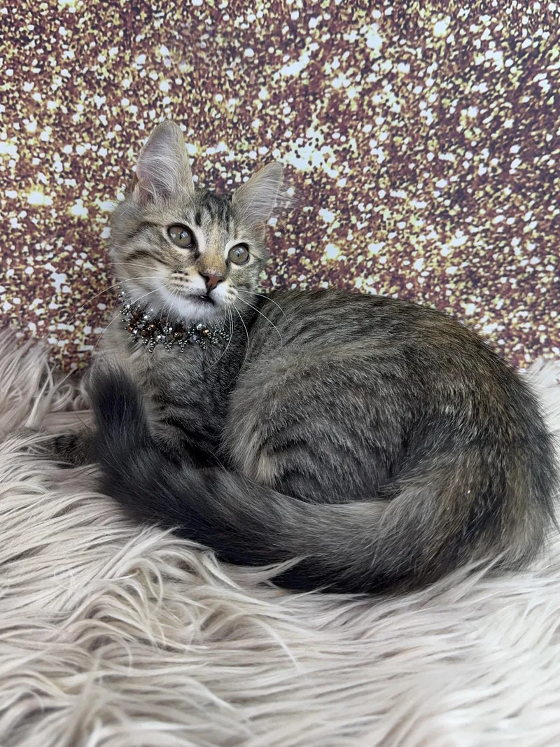 Tilly thumbnail 3