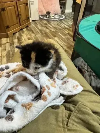 A baby small-sized female Domestic Short Hair cat named Sugarplum for adoption in Grand Rapids, MI