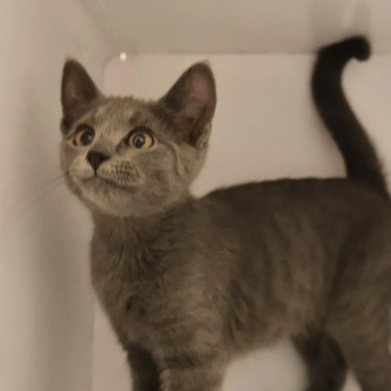 A baby small-sized female Gray / Blue / Silver Domestic Short Hair cat named Buzzina for adoption in Briarcliff Manor, NY