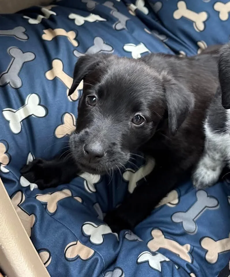 A baby large-sized female Australian Cattle Dog / Blue Heeler dog named Cece for adoption in Berlin, NJ