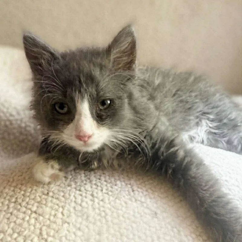 A baby medium-sized male Gray & White Domestic Long Hair cat named Grayling for adoption in Candler, NC