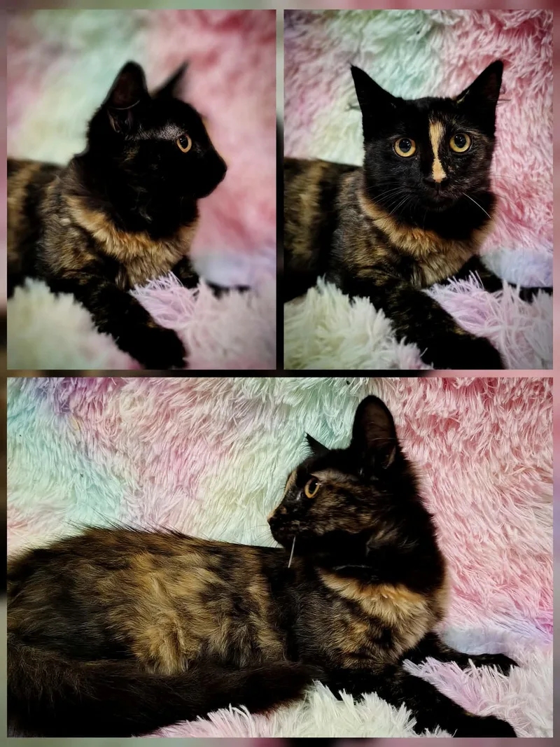 A baby medium-sized female Tortoiseshell cat named Tarot for adoption in Ellaville, GA