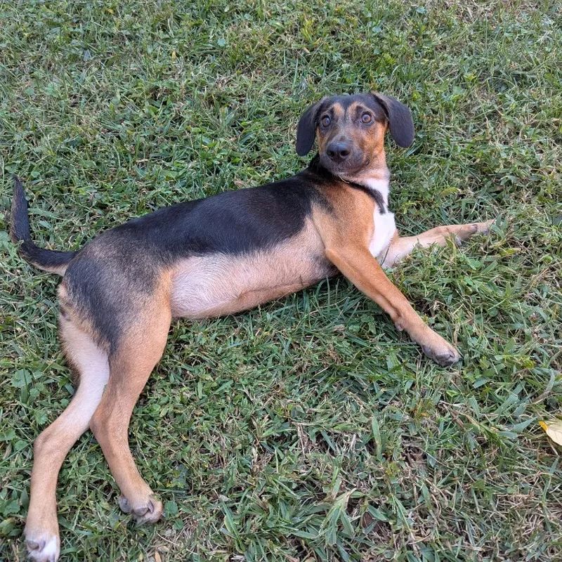 A young small-sized female Black Mixed Breed dog named Eleanor for adoption in Durham, NC