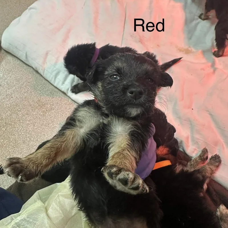 A baby medium-sized female Black German Shepherd Dog dog named Nora A Red for adoption in Mission Hills, CA