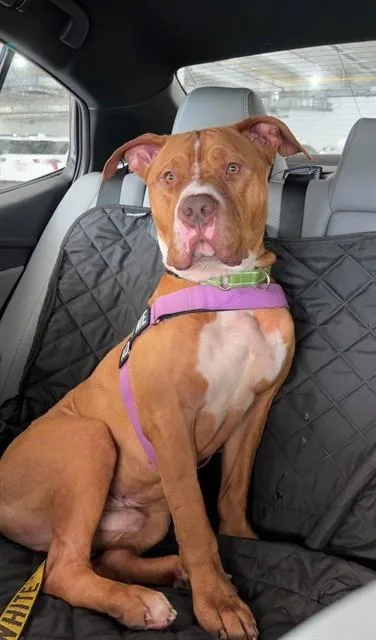 An adult large-sized male American Bulldog dog named Aldean for adoption in Miami, FL