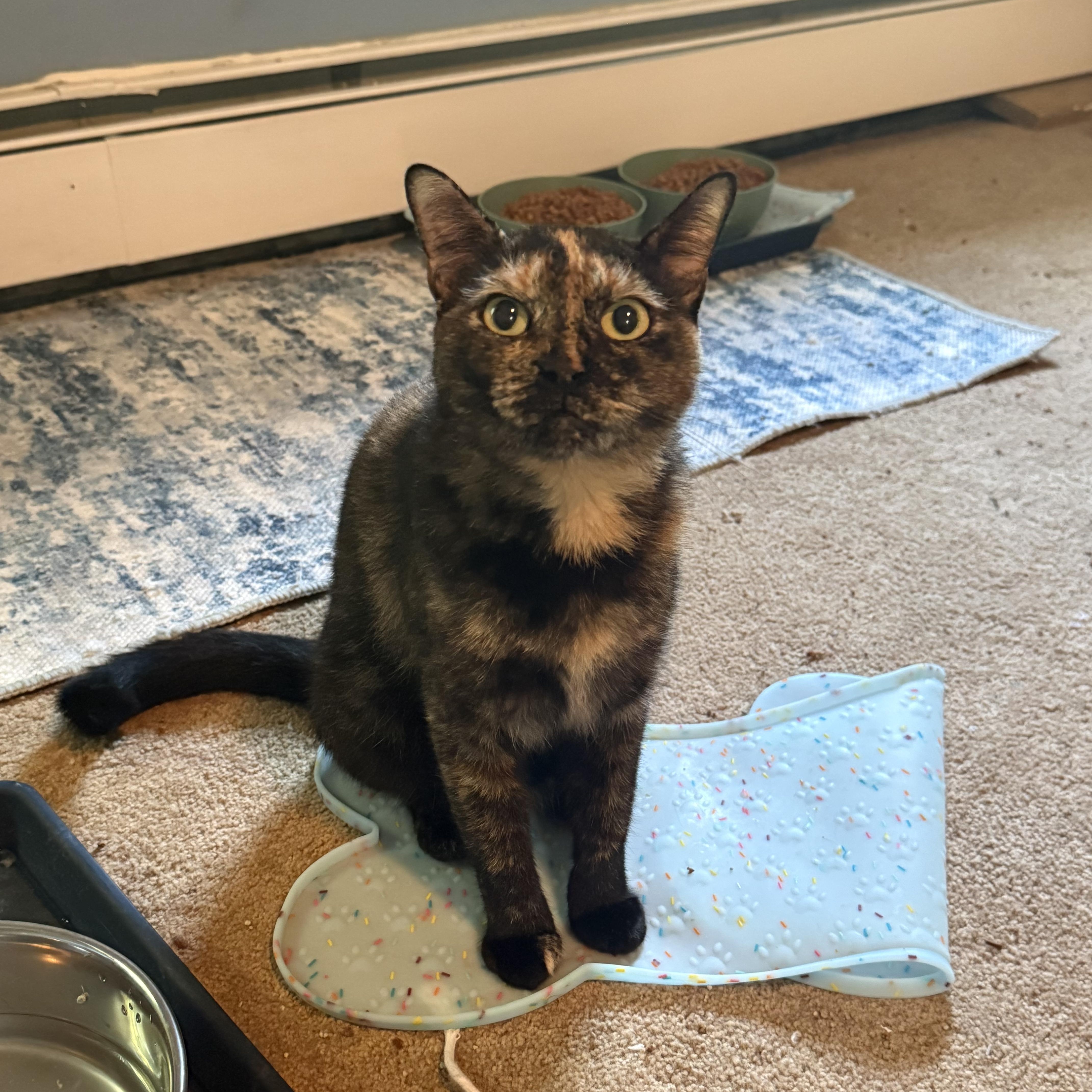 A young medium-sized female Tortoiseshell Domestic Short Hair cat named Athena & Phoenix for adoption in Staten Island, NY