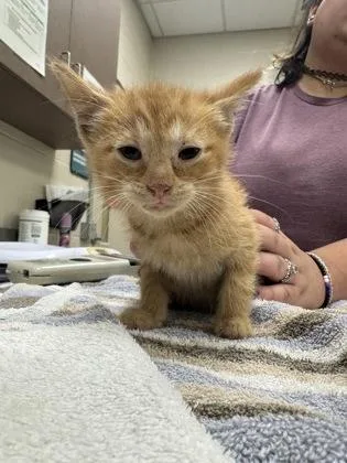 A baby small-sized male Domestic Short Hair cat named Wish Bear for adoption in Fishers, IN
