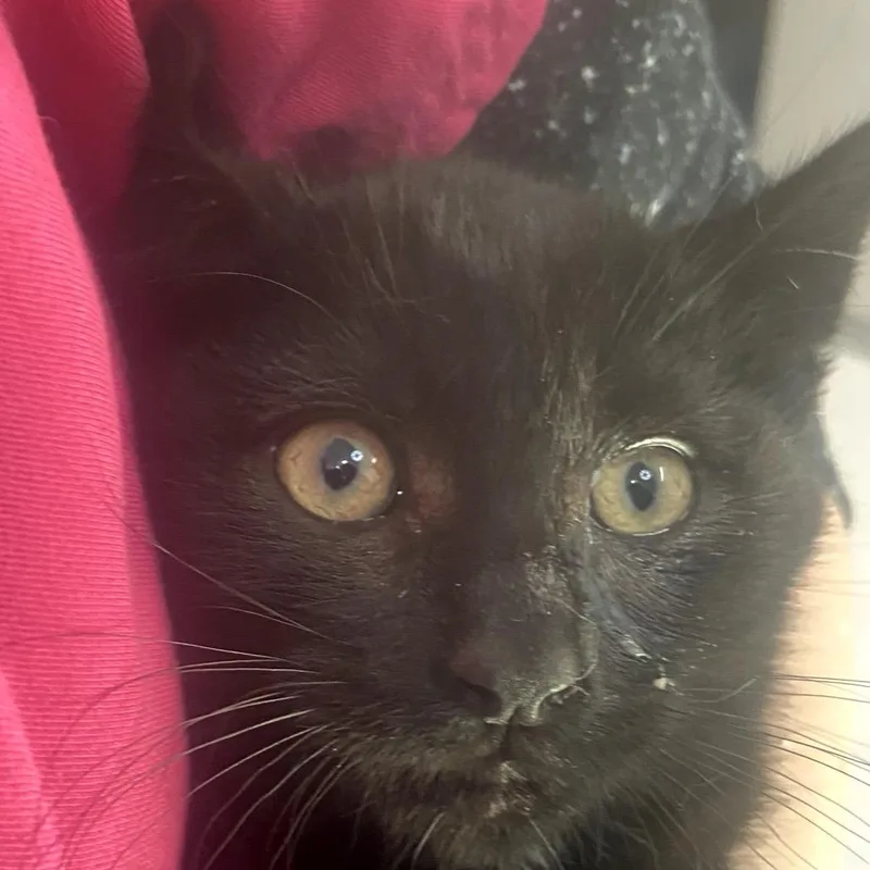 A baby small-sized female Black Domestic Medium Hair cat named Monte for adoption in Winston Salem, NC