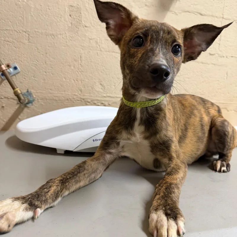 A baby small-sized male Brindle Mixed Breed dog named Ube for adoption in Parkersburg, WV