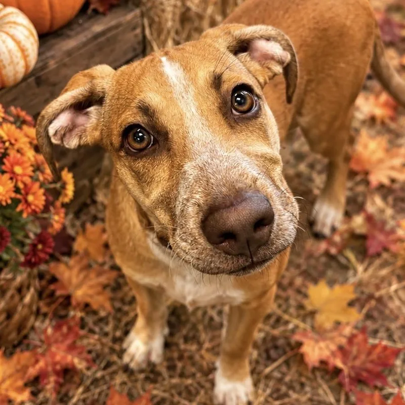 A young medium-sized female Mixed Breed dog named Pixar for adoption in Hinesville, GA