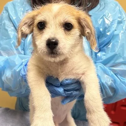 An adult small-sized male Parson Russell Terrier dog named McD for adoption in Merriam, KS