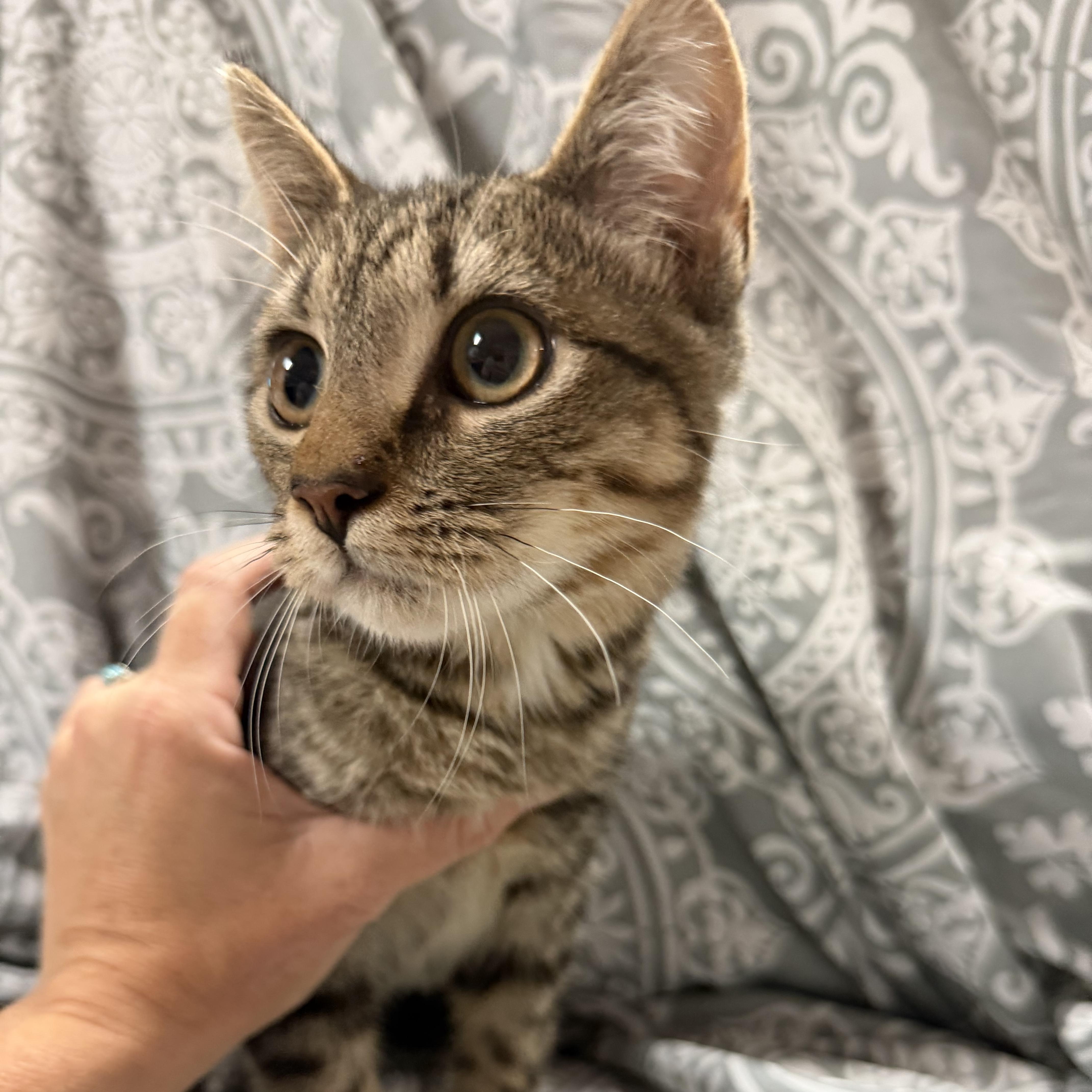 A young medium-sized male Tabby (Brown / Chocolate) Tabby cat named Kevin for adoption in Columbia, SC