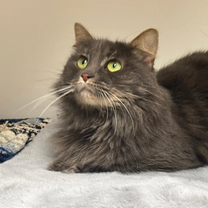 Princess thumbnail 2