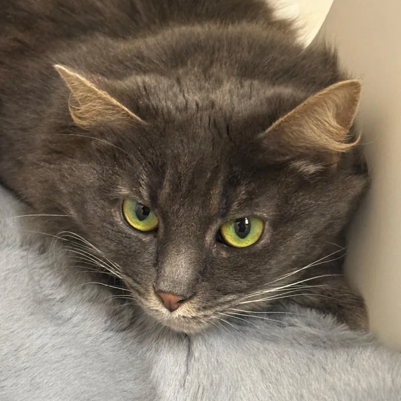 Princess thumbnail 3