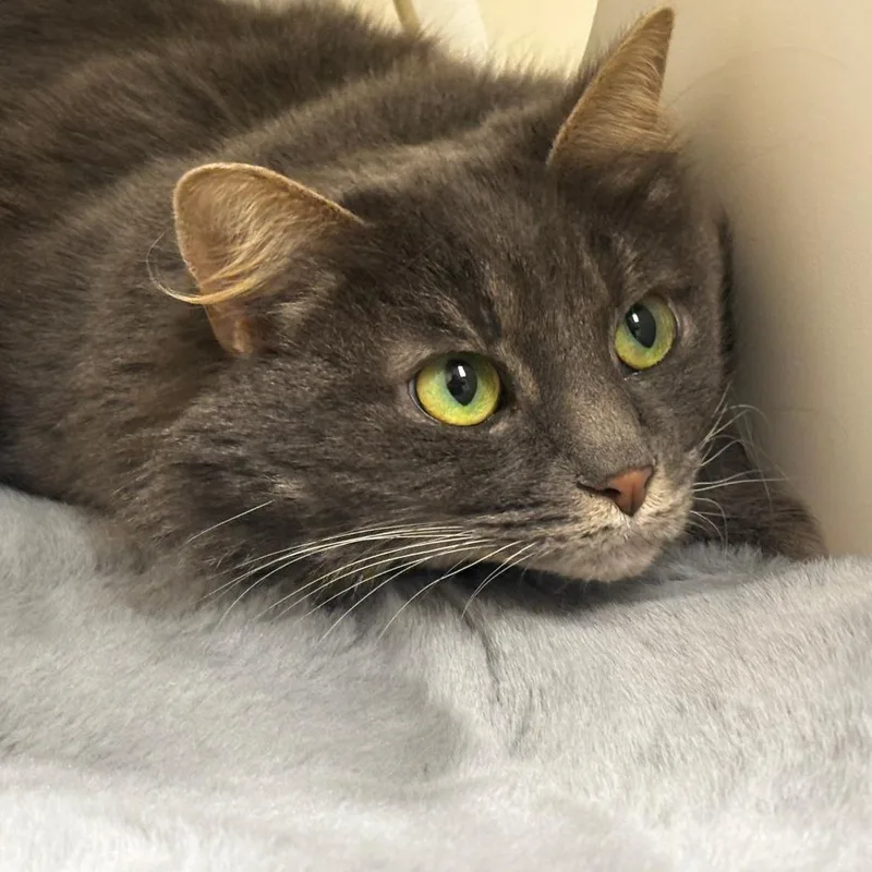 Princess thumbnail 4