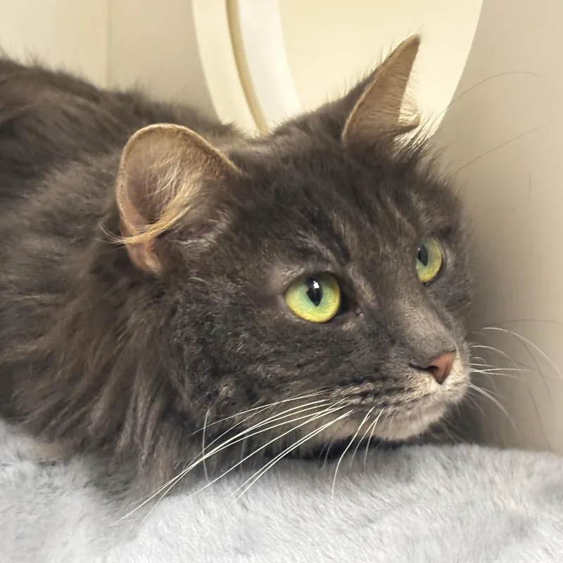 Princess thumbnail 5