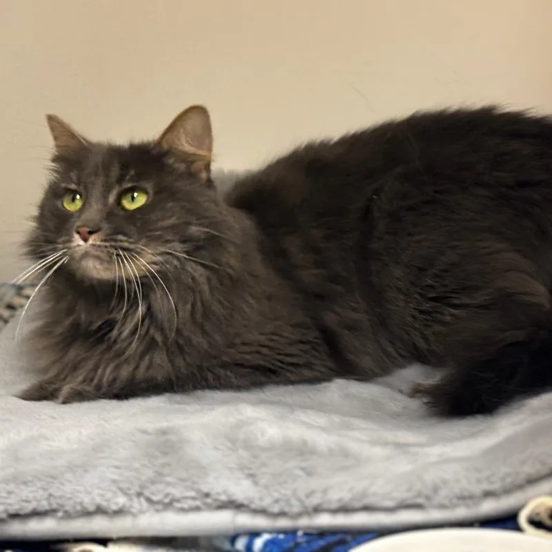 Princess thumbnail 6