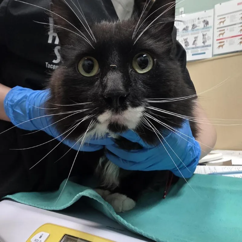 A senior large-sized male Black Domestic Long Hair cat named Carotte for adoption in Tacoma, WA