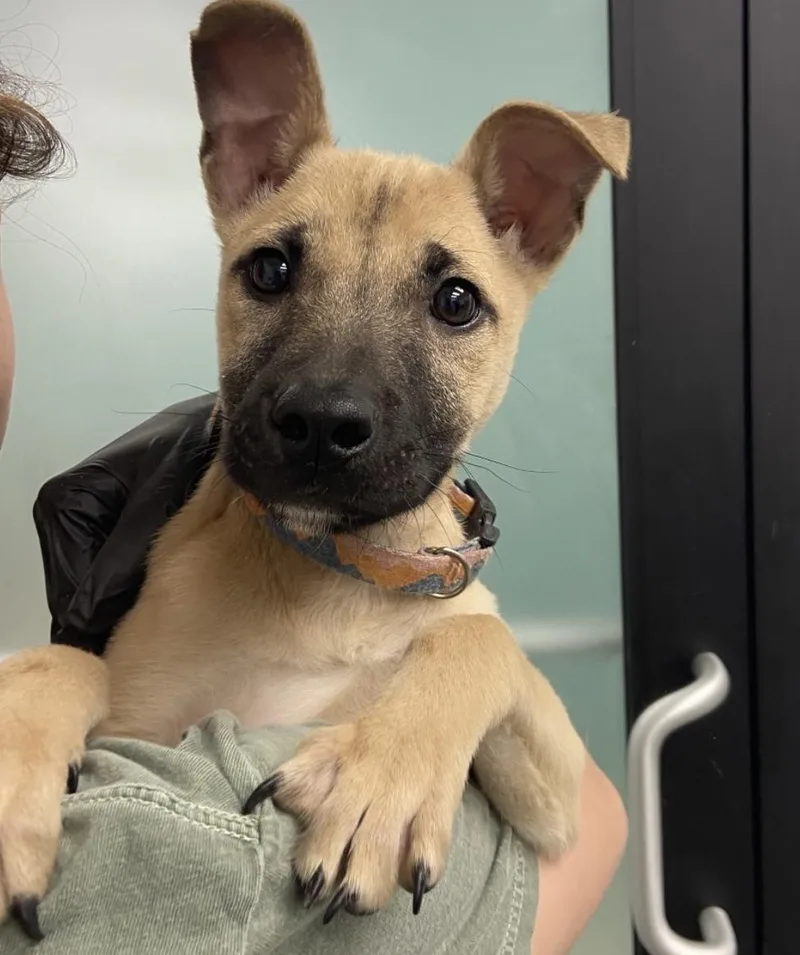 A baby medium-sized male Shepherd dog named Ritz for adoption in Copiague, NY