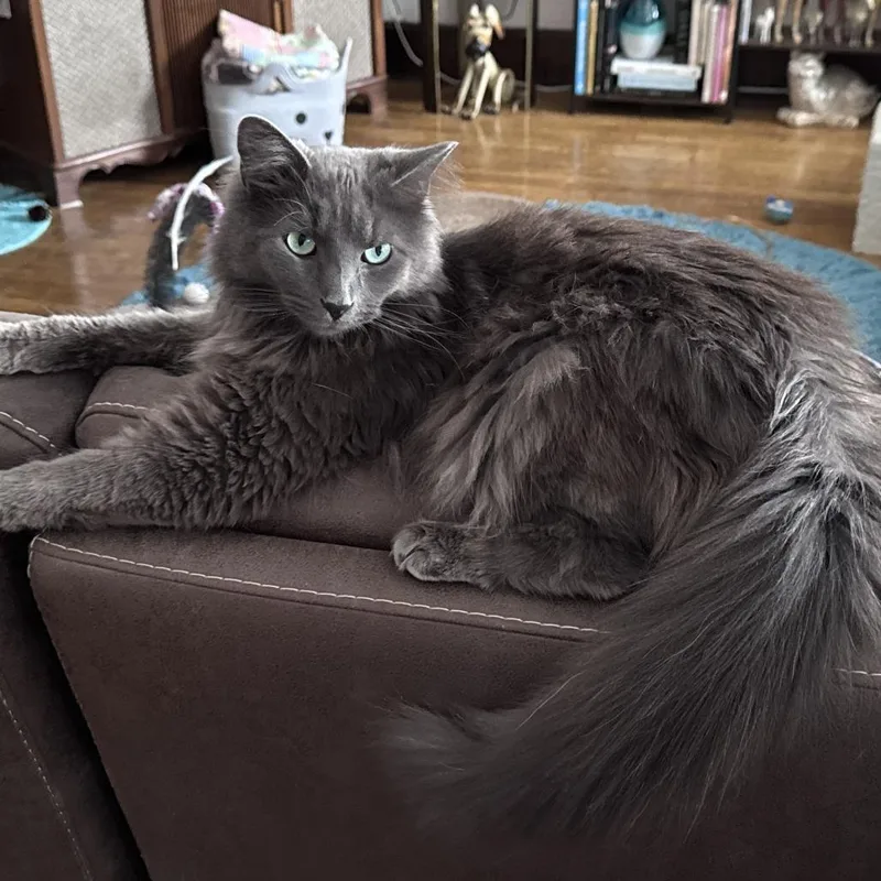 An adult small-sized male Gray / Blue / Silver Domestic Long Hair cat named Baxter for adoption in Lexington, KY