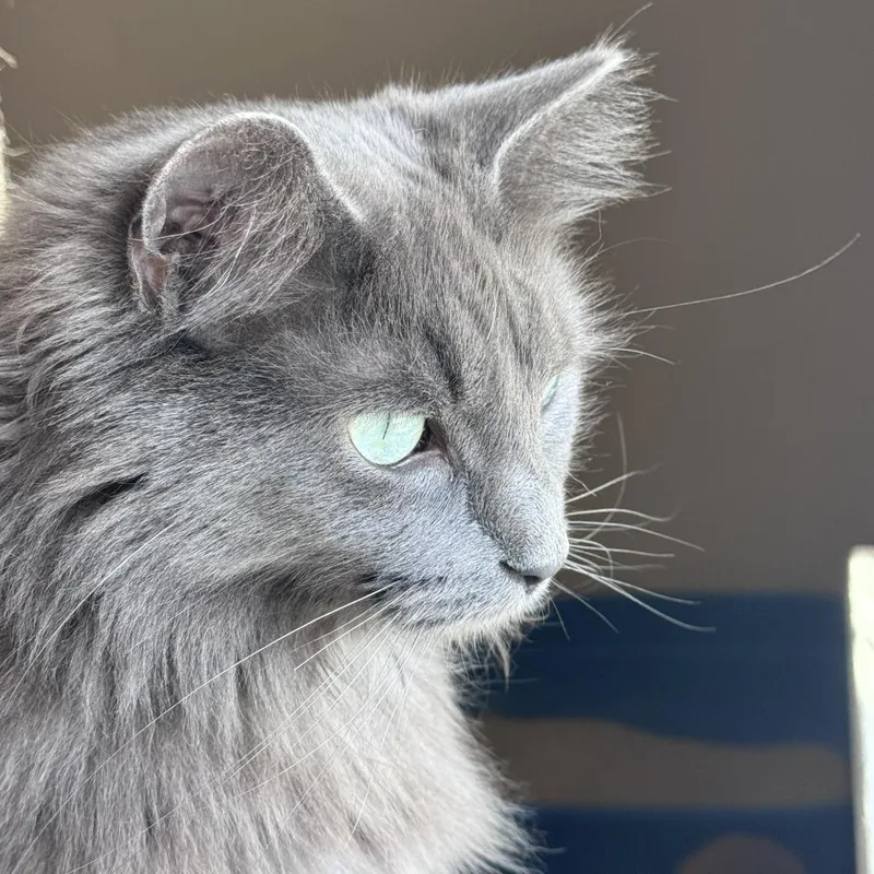 Baxter thumbnail 2