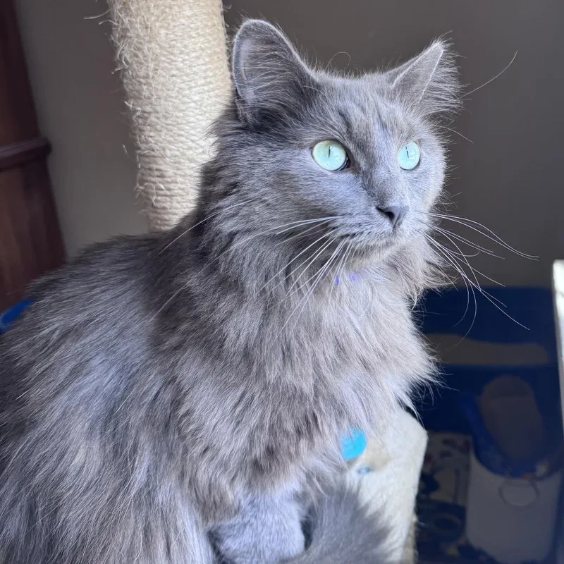 Baxter thumbnail 6