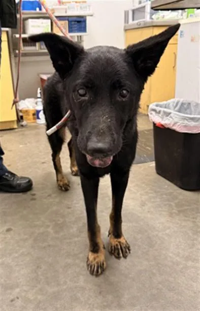 A senior large-sized female German Shepherd Dog dog named Dyna for adoption in Los Angeles, CA