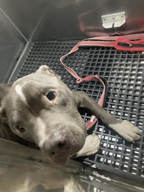 An adult large-sized male Pit Bull Terrier dog named Tuck for adoption in Dallas, TX