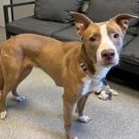 An adult medium-sized female Yellow / Tan / Blond / Fawn Mixed Breed dog named Noddles for adoption in Lansing, MI