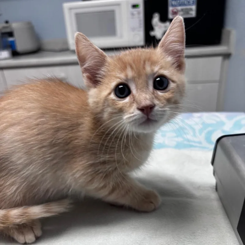 A baby small-sized male Buff / Tan / Fawn Domestic Short Hair cat named Halliwell for adoption in Riverside, CA