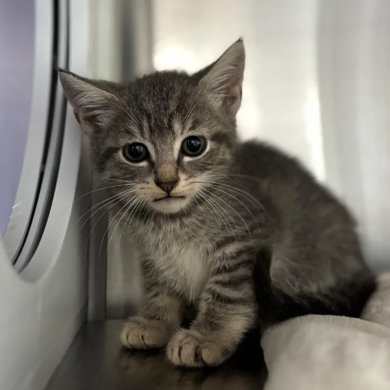 A baby small-sized male Gray / Blue / Silver Domestic Short Hair cat named Worhal for adoption in Nashville, IN