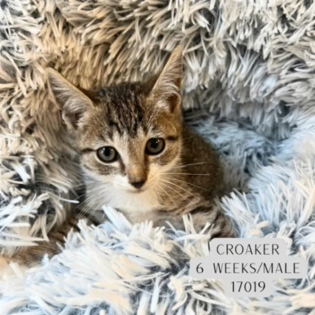 A young medium-sized male Tabby (Gray / Blue / Silver) Domestic Short Hair cat named Croaker for adoption in Supply, NC