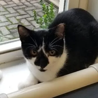A baby medium-sized male Black & White / Tuxedo Tuxedo cat named Franken Berry for adoption in Montour Falls, NY