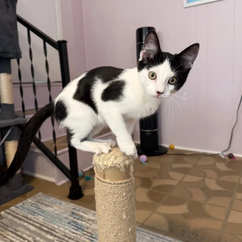 A baby small-sized female Black Domestic Short Hair cat named Jo for adoption in Saint Louis, MO