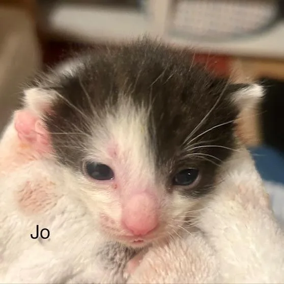 Jo thumbnail 4