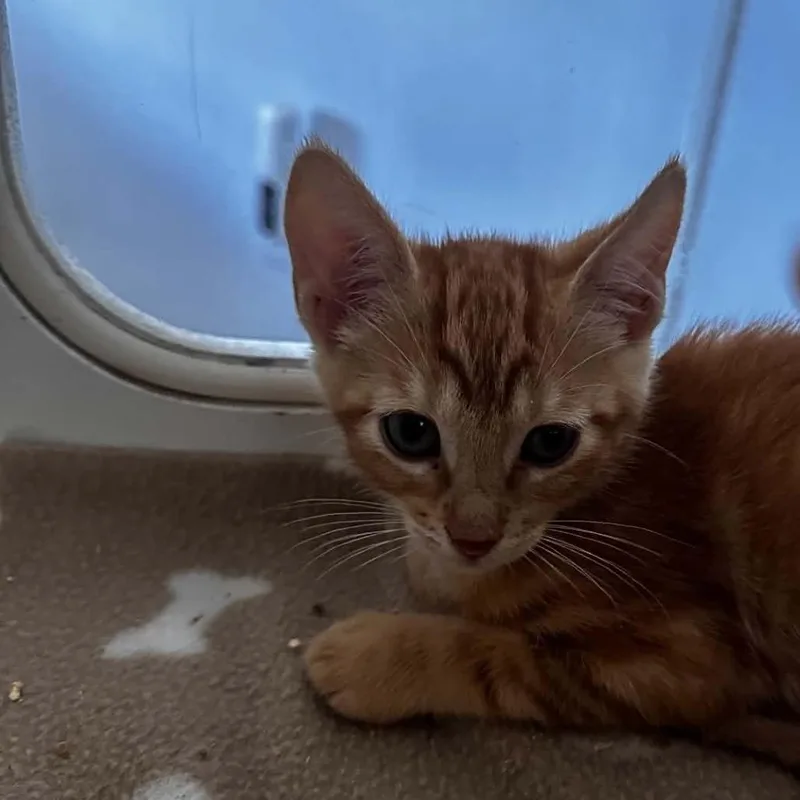 A baby small-sized male Orange / Red Domestic Short Hair cat named Parmesan for adoption in Stephenville, TX