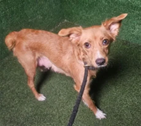 An adult small-sized female Chihuahua dog named Chiquita for adoption in Lancaster, CA