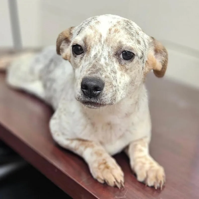 A young small-sized female Gray / Blue / Silver Beagle dog named Scenic Route for adoption in Charlottesville, VA