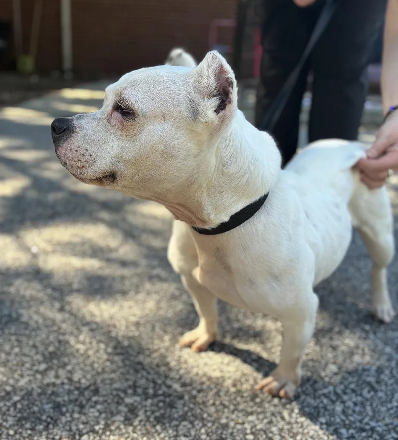 An adult medium-sized female American Bulldog dog named Boo for adoption in Raleigh, NC
